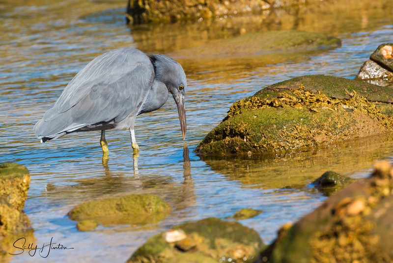 Heron