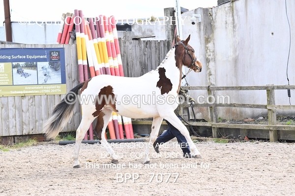 BPP_7077 - RING 1  (RIDDEN HORSES / IN HAND / VETERAN ETC)