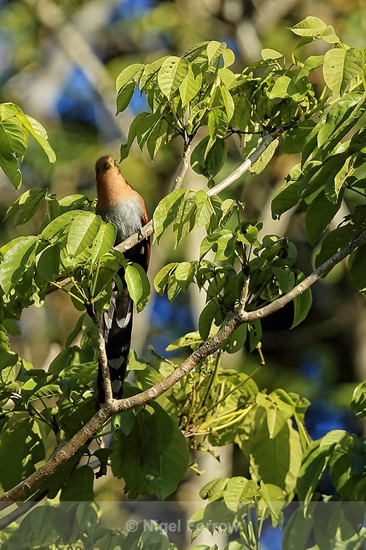 Squirrel Cuckoo perched high in tree, Finca Rosa Blanca, Costa Rica - Squirrel Cuckoo
