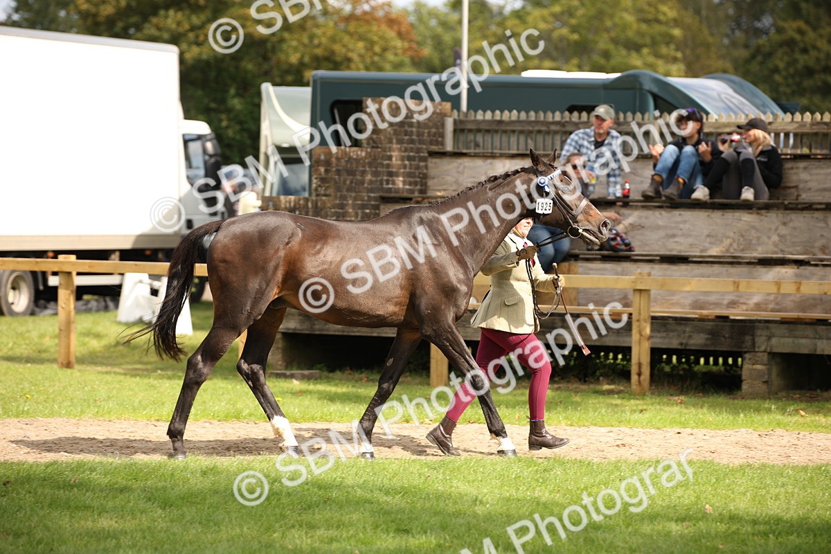 SBM_46333 - S25 - Mature Veteran In Hand