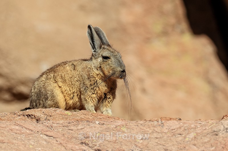 Close view of Viscacha, Chile - Viscacha