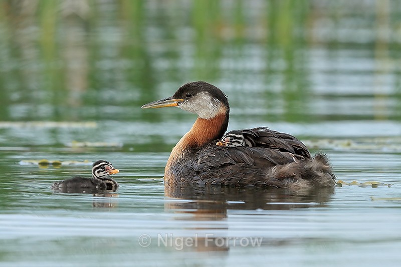 Red-necked Grebe & two chicks, Minnesota - Red-necked Grebe