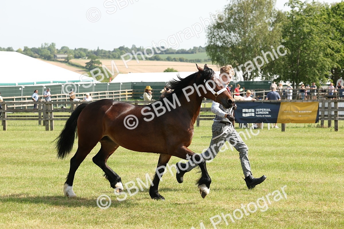 SBM_02258 - Class 6-13 - Mountatin and Moorland In Hand Welsh Breeds
