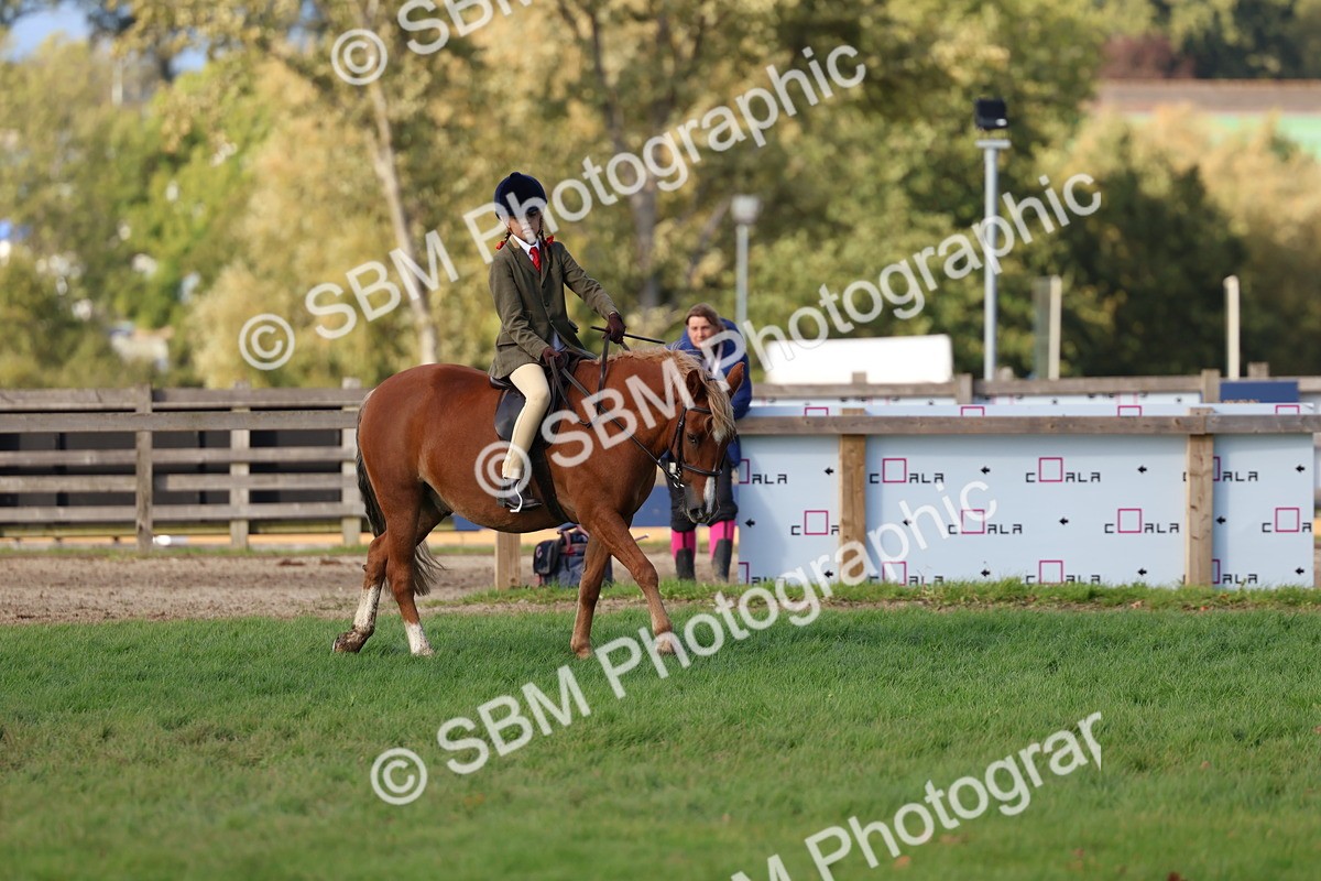 SBM_52499 - S13 - Pony Club Pony