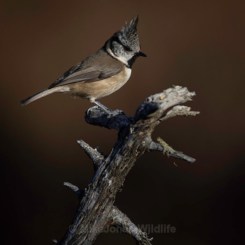 CRESTED TIT 11 - New