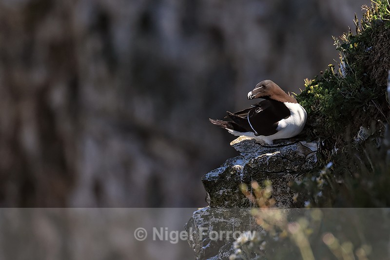Razorbill on cliff ledge, Flamborough Head, Yorkshire - Razorbill