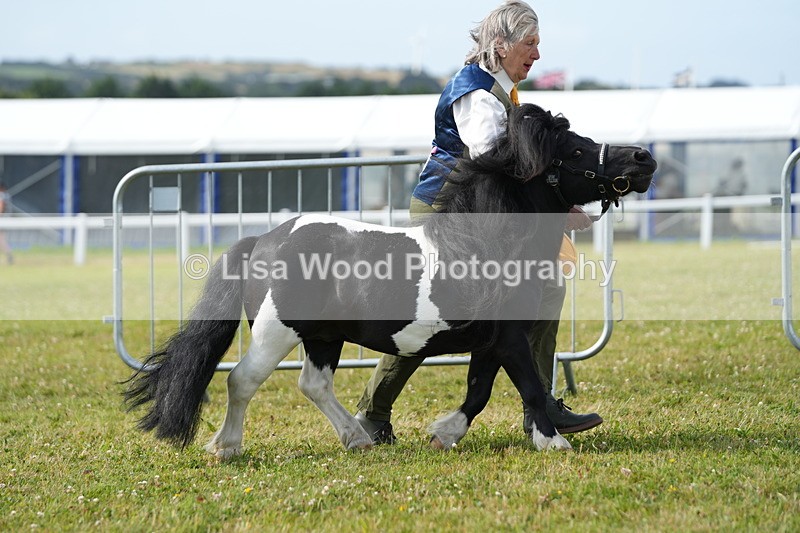DSC05279 - Class 49: NPS Shetland 4 years and over