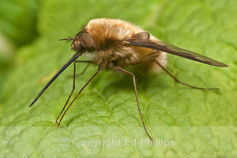 Bombylius major - Bombylius major