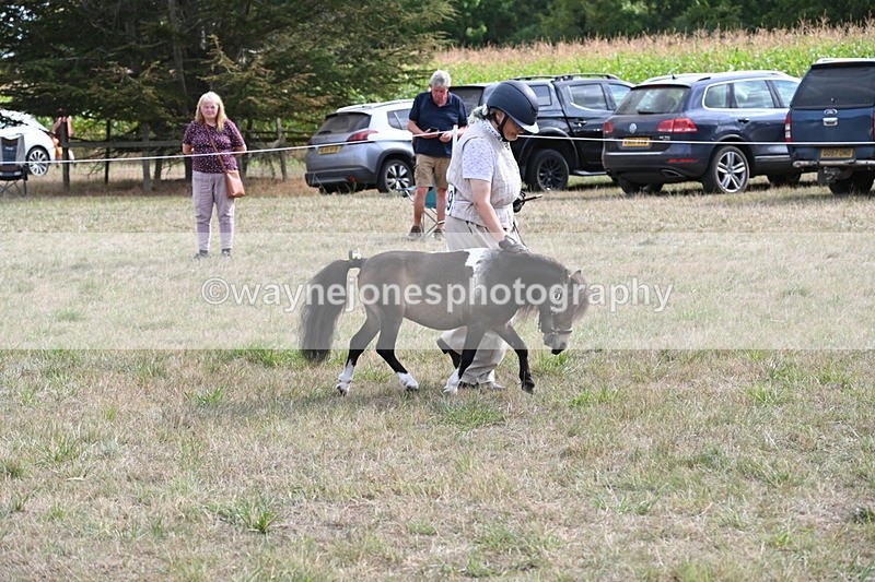 WJ6_7015 - Class 21 Shetland & Mini Horses