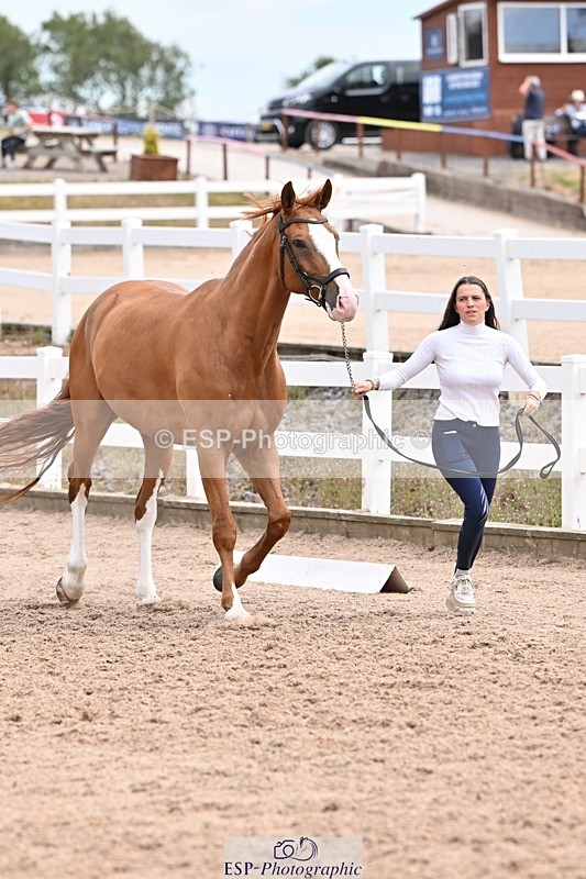 250716-142958-01131 - Trot Up 1.30 to 2.30