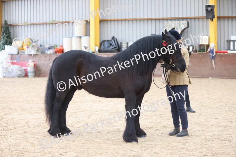 20251109-1083 - Class 29 - Geldings 4 Years and over