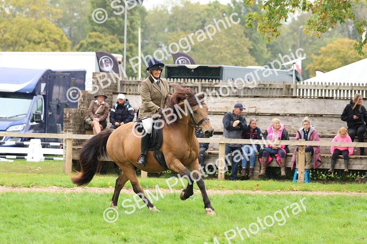 SBM_69674 - S62 - Mountain & Moorland Ridden Large Breeds