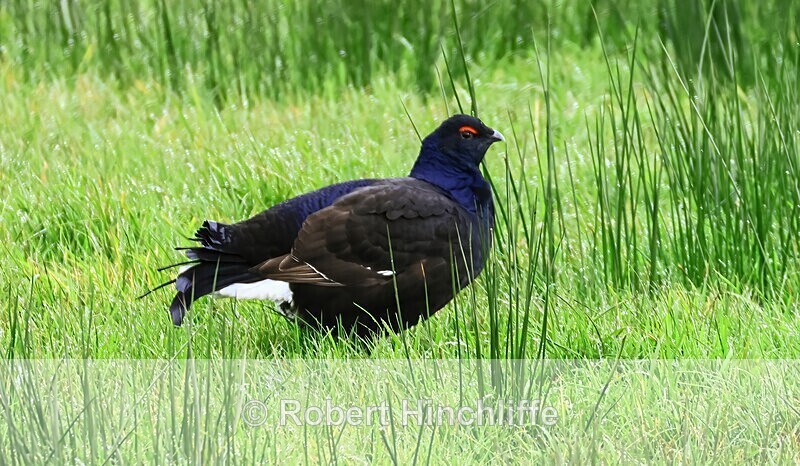 Black Grouse - United Kingdom