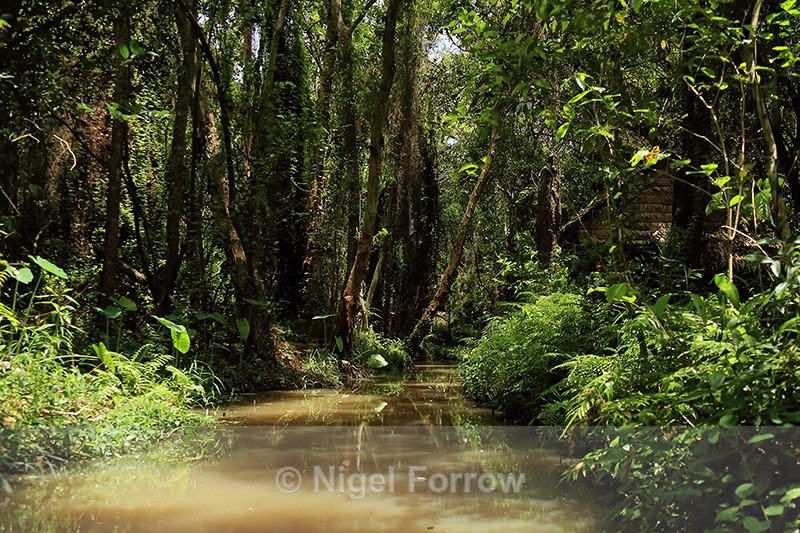Viet Cong hut on canal bank at Xeo Quyt, Vietnam - Vietnam