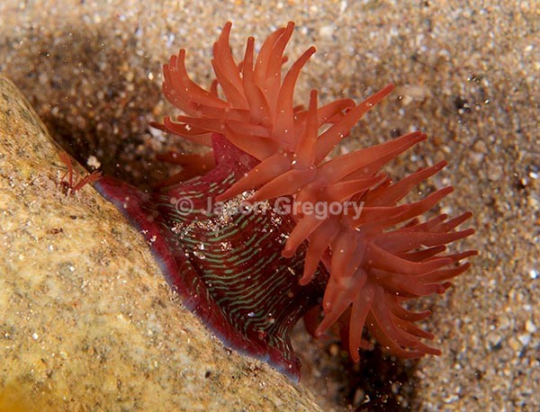 Actinia equina