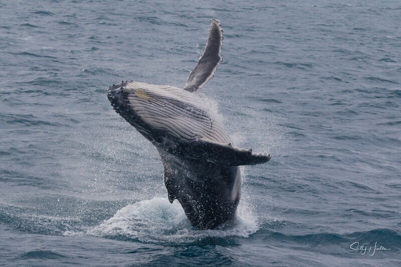 HB Breach 25. 0A3A5782 - Copy - 2025 Hervey Bay Whales