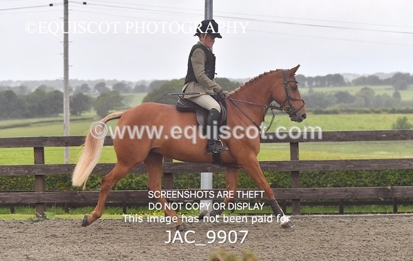 JAC_9907 - CLASS 3 Intermediate Working Hunter (0.70m - 0.85m)