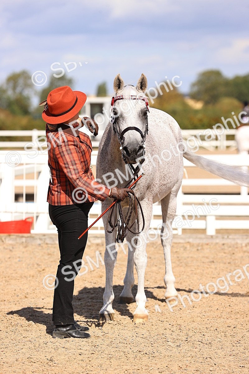 SBM_14384 - Class 412 - Handsomest Gelding (IH or Ridden)Adult