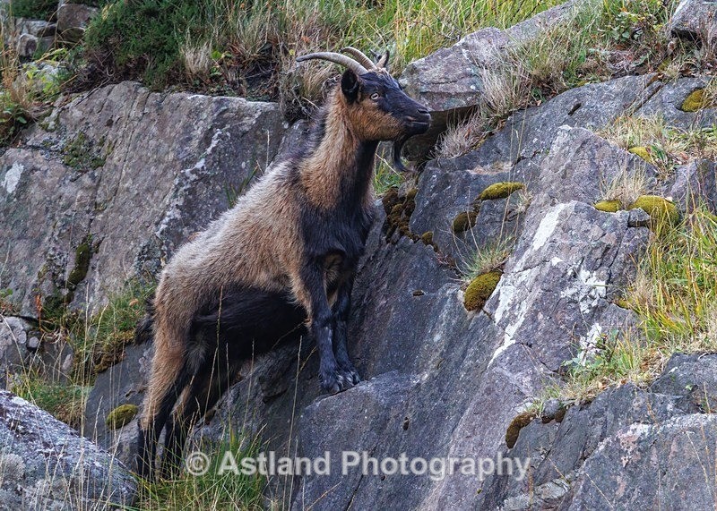Mountain Goat - Latest Images