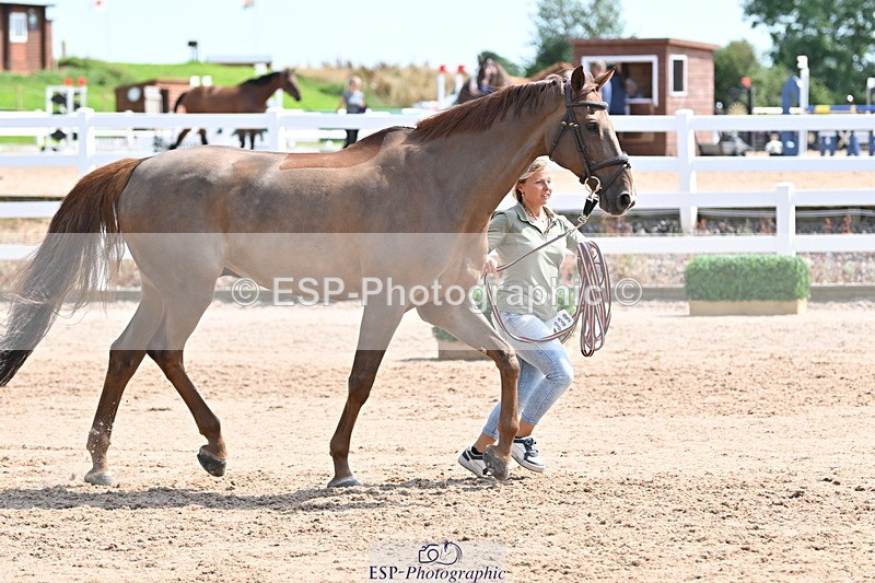 240717A-151129-02633 - Trot Up 3pm to 4pm