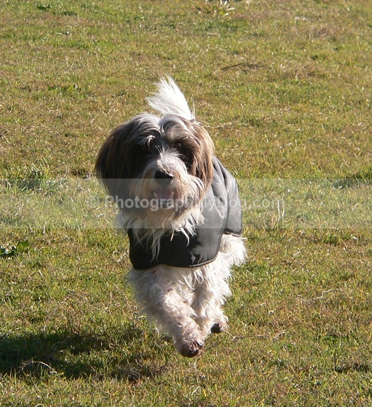  - Grand Basset Griffon Vendeen