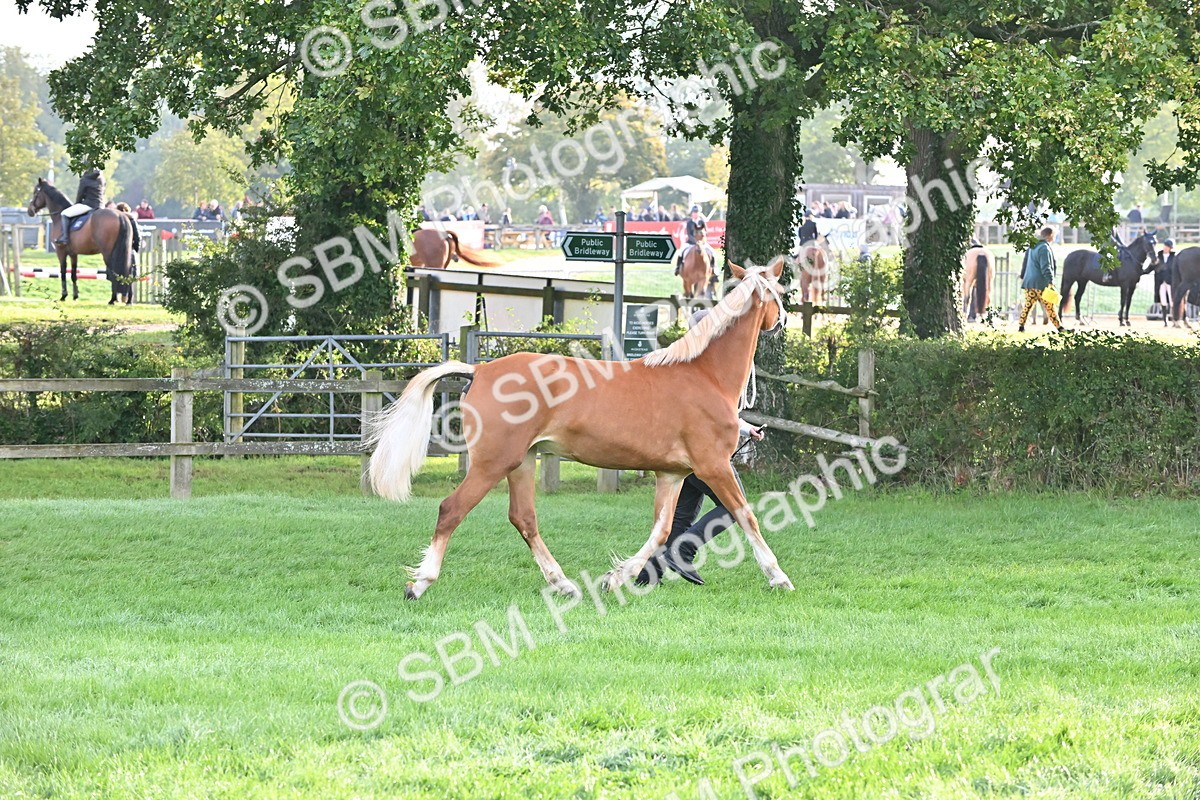 SBM_55292 - S44 - Youngstock In Hand