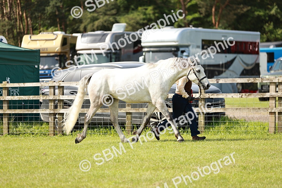 SBM_01707 - Class 14-23 - Mountain & Moorland In Hand Non Welsh
