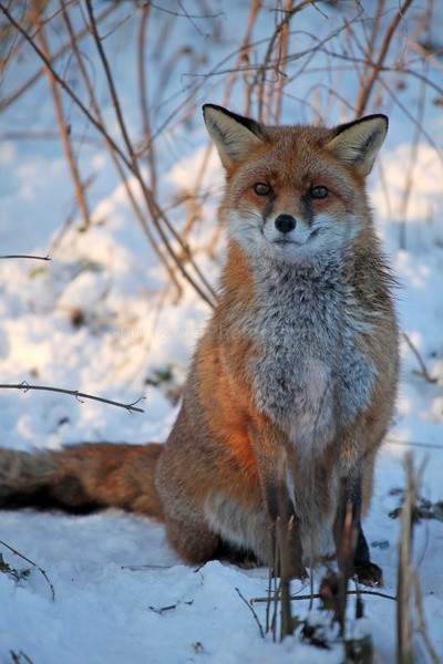 Red Fox in snow_ AGTO156 - Wildlife, Mammal Photography, Great Britain