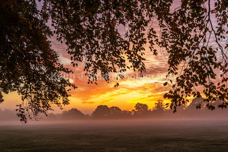 4KJS0716 - Trees in Abington Park