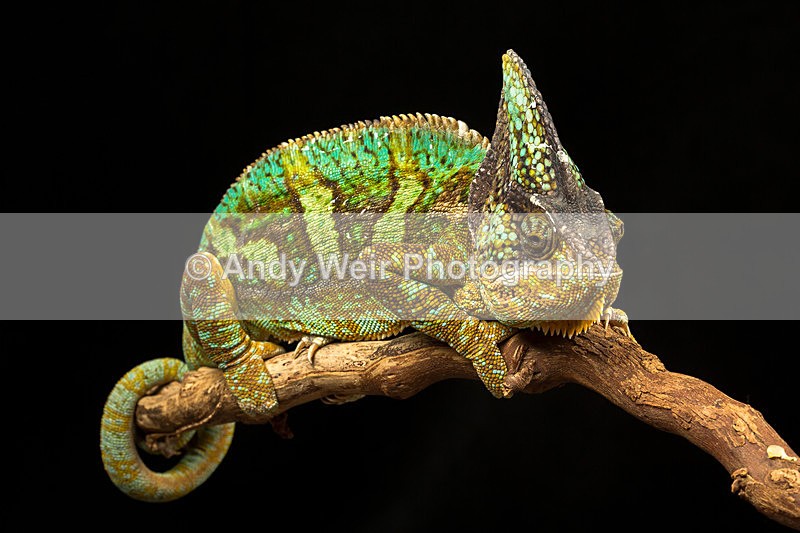 20140120-3K8A8312 - Lizards