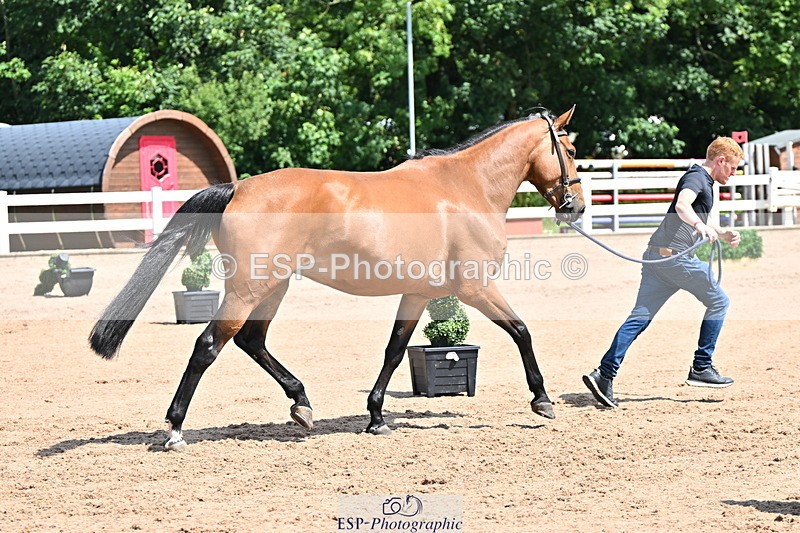 240718A-105245-01106 - Trot Up 12pm to 1pm