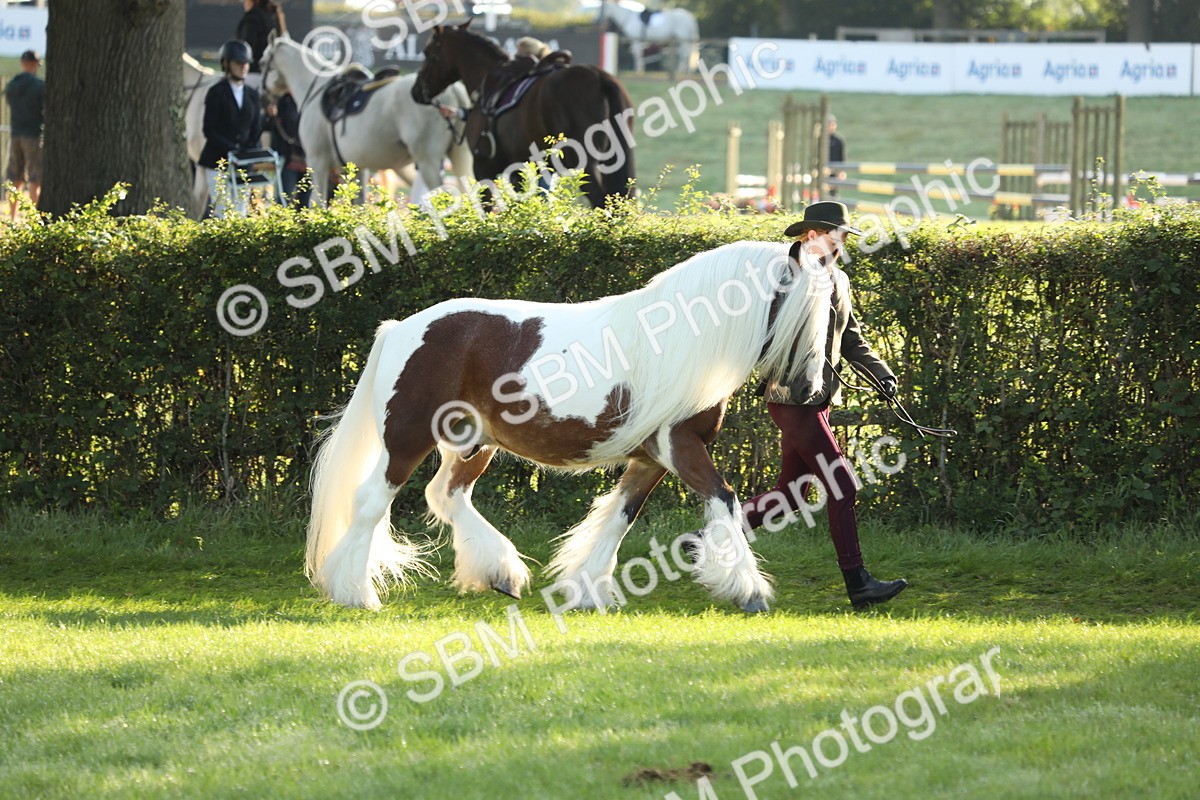 SBM_60832 - S43 - Coloured Pony In Hand