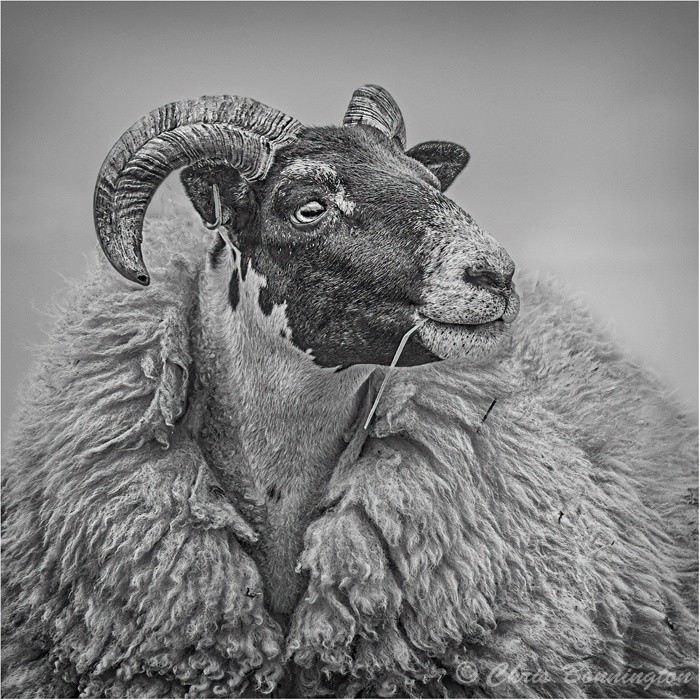 Sheep Portrait - Other nature