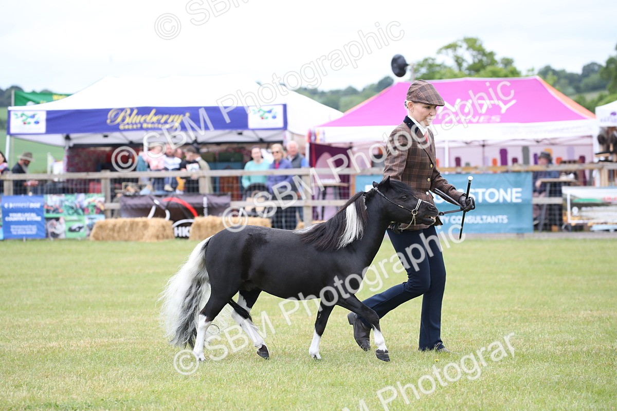 SBM_03786 - Class 23-25 - British Miniature Horse of the Year