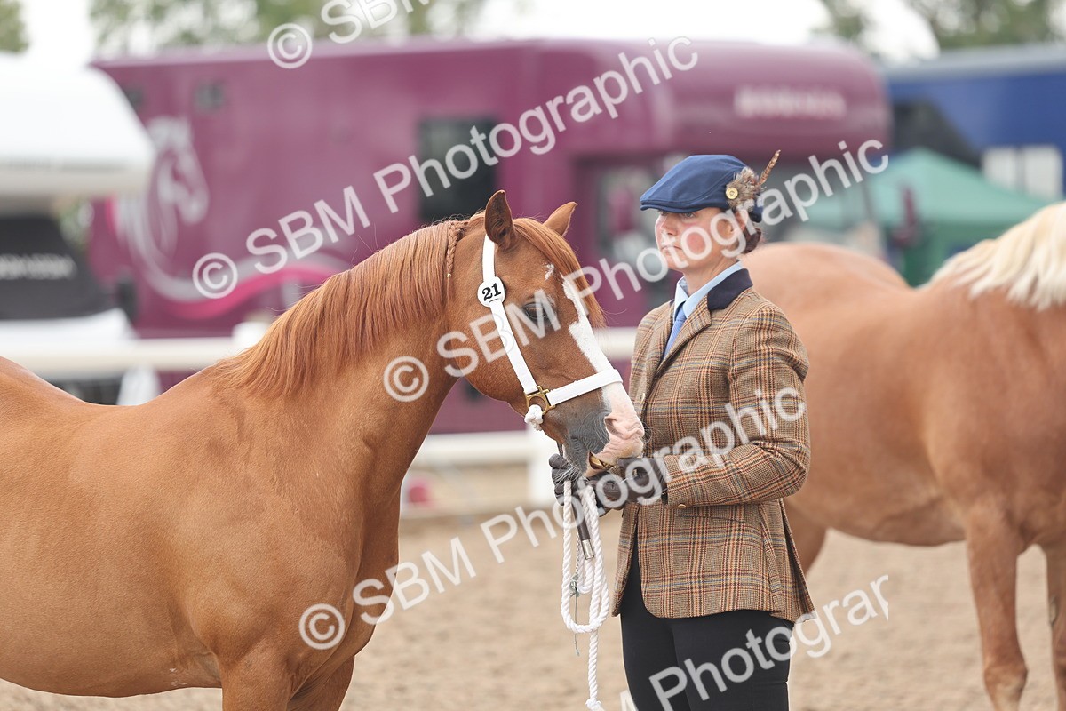 SBM_03260 - Class 16 - IH M&M Wildcard