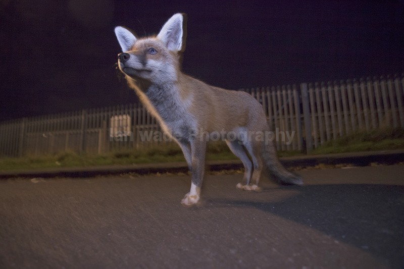 Urban fox in a Bristol street. - Urban Foxes, Bristol, Great Britain