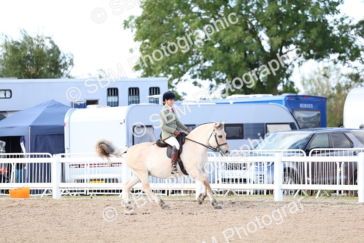 SBM_10869 - Class 305 - Ridden Foreign Breeds - Pure Bred