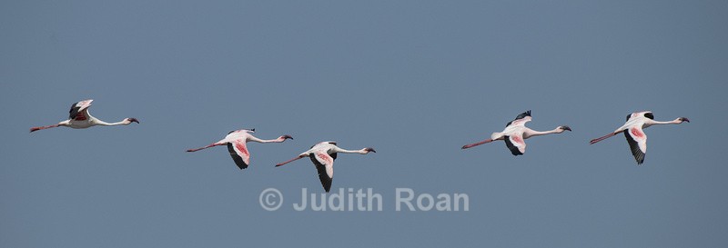 Lesser Flamingo in flight - Namibia 2022