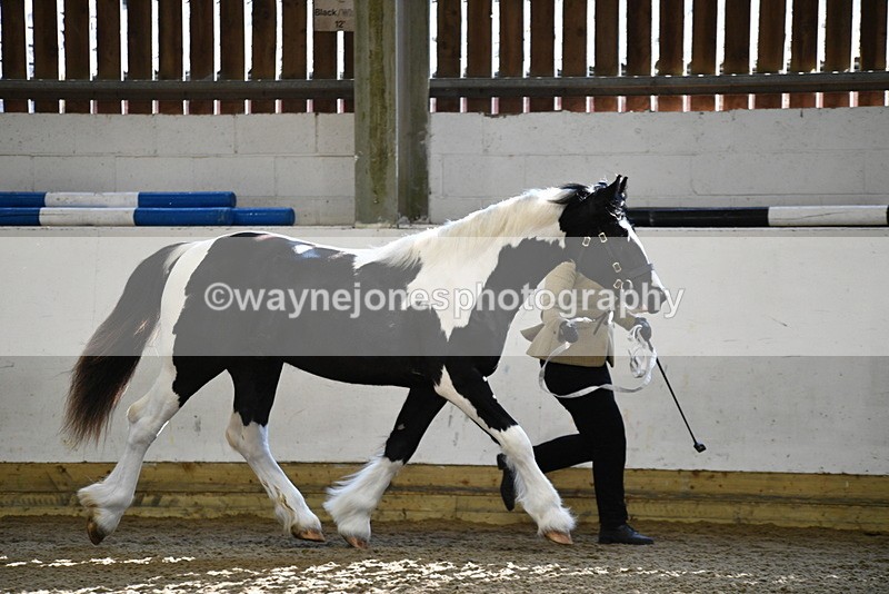 WJ5_3431 - Class 1 Youngstock