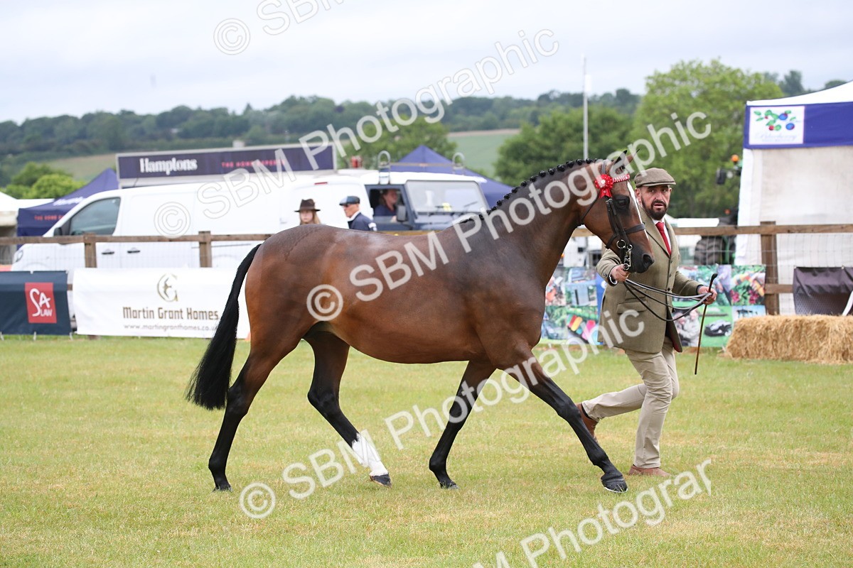 SBM_00164 - Class 17-20 - Arab & Part Bred - Anglo Arab In Hand