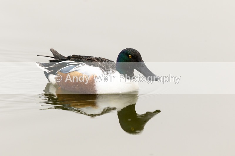 20170310-8E0A3795 - Waterfowl