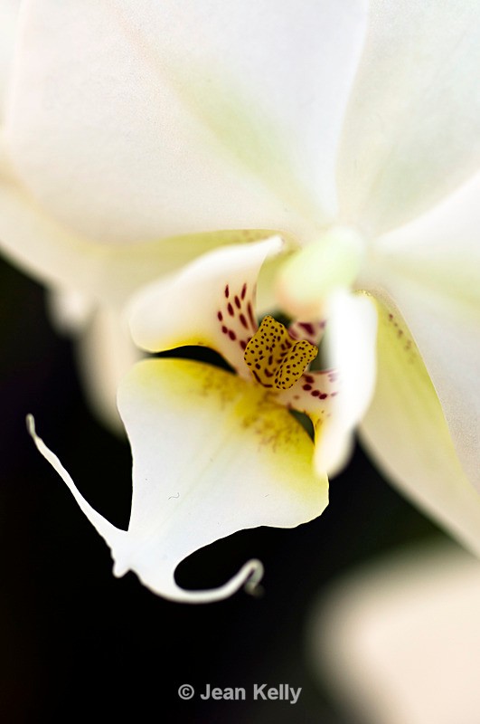 Flower - White orchid - 8425 - White