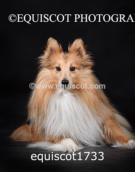 equiscot1733 - HONEY & SHADOW