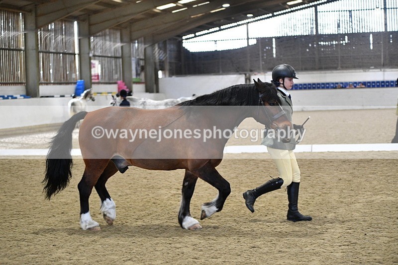 WJ5_4286 - Class 6 In hand M&M - Large Breeds