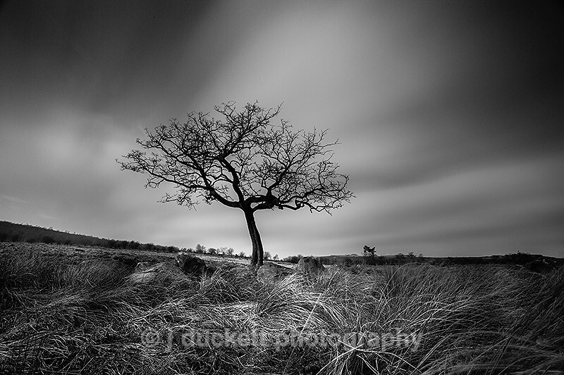 Lone Tree in the Peak District