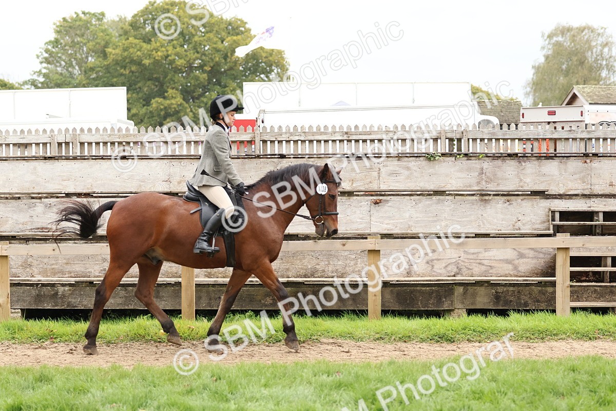 SBM_69571 - S62 - Mountain & Moorland Ridden Large Breeds
