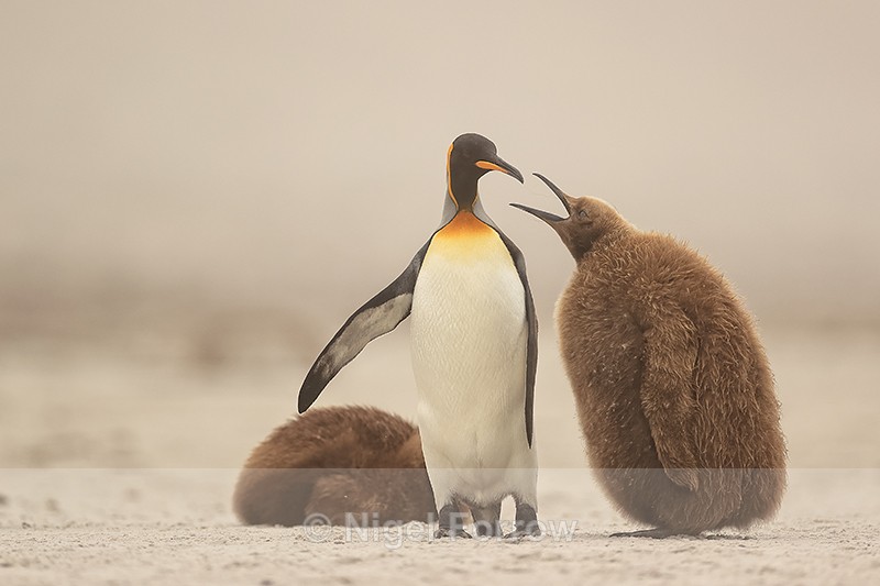 King Penguin chick worrying parent to be fed, Saunders Island - King Penguin