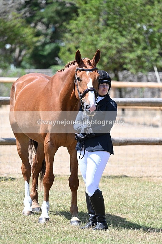 WJ7_2375 - Class 5a Most Handsome Gelding in hand (above 14.2hh)
