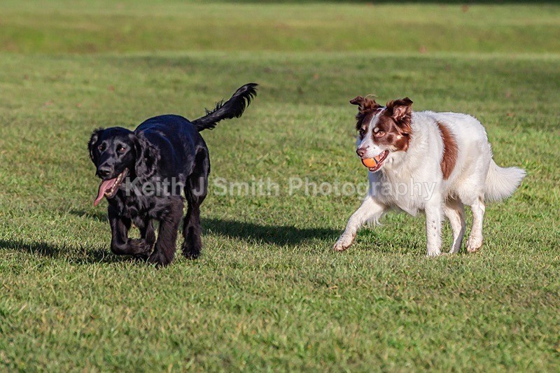 2KJS4600 - Dogs in Abington Park