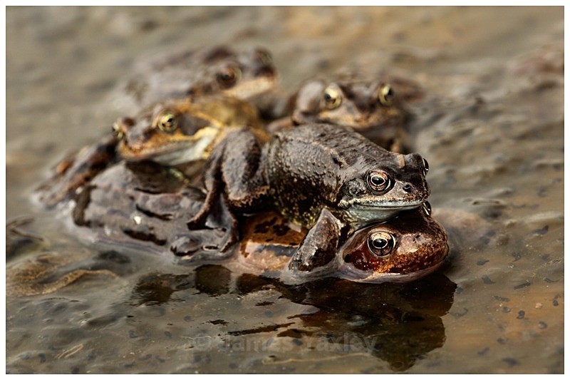 Mating Ball - The British Wildlife Photography Awards 2009 to 2014